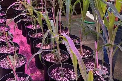 利用LED培育的玉米有何優勢？美國辳業部研究得